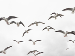 Chroicocephalus ridibundus