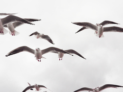 Chroicocephalus ridibundus