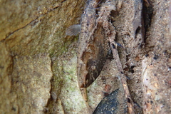 Oreonectes platycephalus