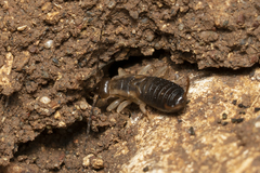 Forficula lurida