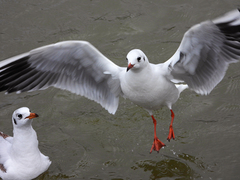 Chroicocephalus ridibundus