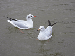 Chroicocephalus ridibundus