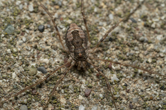 Metaplatybunus rhodiensis