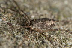 Metaplatybunus rhodiensis