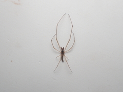 Tetragnatha ceylonica