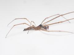 Tetragnatha ceylonica