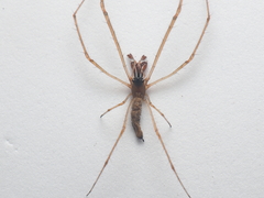 Tetragnatha ceylonica