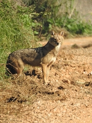 Canis aureus syriacus