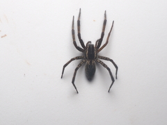 Dendrolycosa