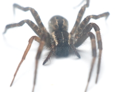 Dendrolycosa