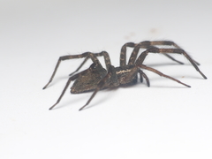 Dendrolycosa