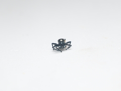 Phintella bifurcilinea