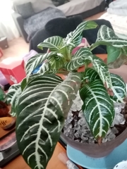 Aphelandra squarrosa