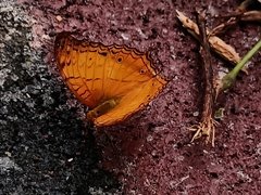 Vindula dejone erotella