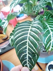 Aphelandra squarrosa