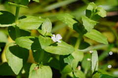 Gratiola peruviana