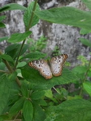 Anartia jatrophae