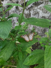 Anartia jatrophae