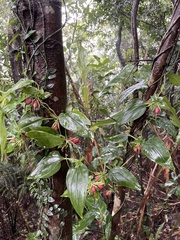 Tripterospermum taiwanense