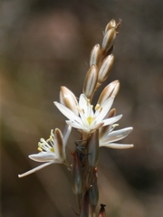 Ornithogalum juncifolium