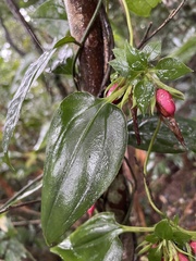 Tripterospermum taiwanense