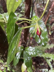 Tripterospermum taiwanense