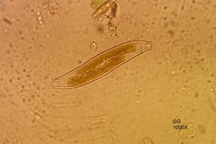 Gyrosigma acuminatum