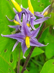 Solanum subinerme