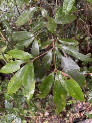 Quercus gilva