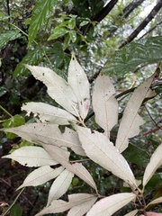 Quercus gilva