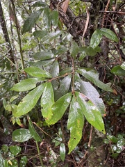Quercus gilva