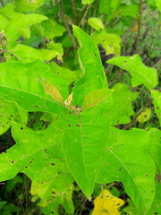 Solanum subinerme