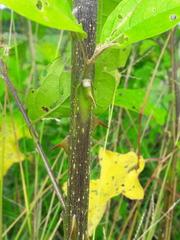 Solanum subinerme