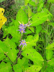 Solanum subinerme