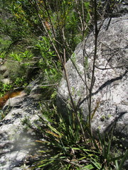Penaea cneorum gigantea