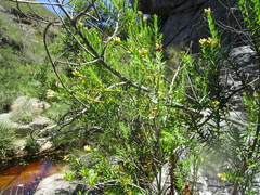 Penaea cneorum gigantea