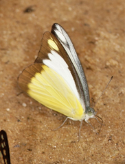 Appias lyncida eleonora