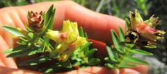 Penaea cneorum gigantea