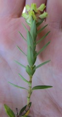 Penaea cneorum gigantea