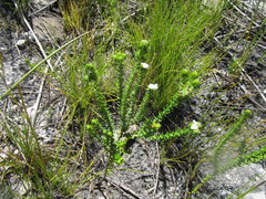 Phylica debilis