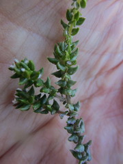 Phylica debilis