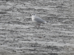 Saundersilarus saundersi