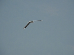 Saundersilarus saundersi