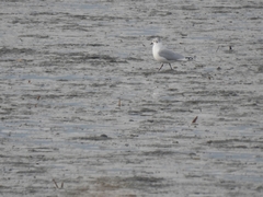 Saundersilarus saundersi