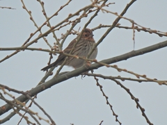 Emberiza pusilla