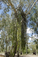 Amyema miquelii