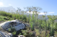 Osteospermum corymbosum