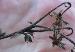 Osteospermum corymbosum