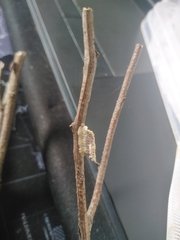 Miomantis