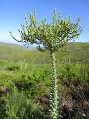 Osteospermum corymbosum